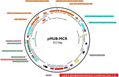 Plasmid Mediated mcr-1.1 Colistin-Resistance in Clinical Extraintestinal Escherichia coli Strains Isolated in Poland